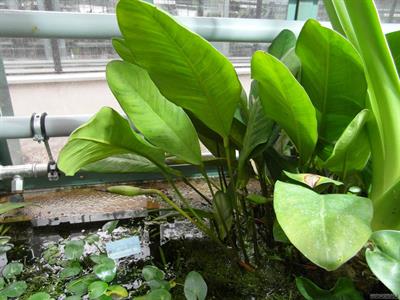 Anubias afzelii